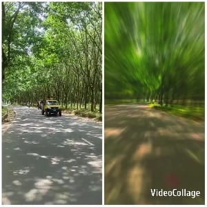 Tree-Lined Road Split-Screen