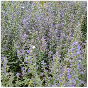 Cluster of Small Purple Flowers