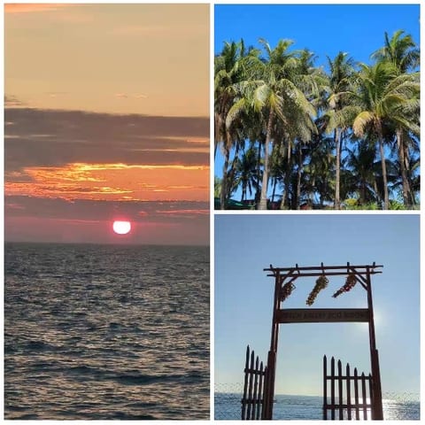 Sunset Over Ocean and Palm Trees