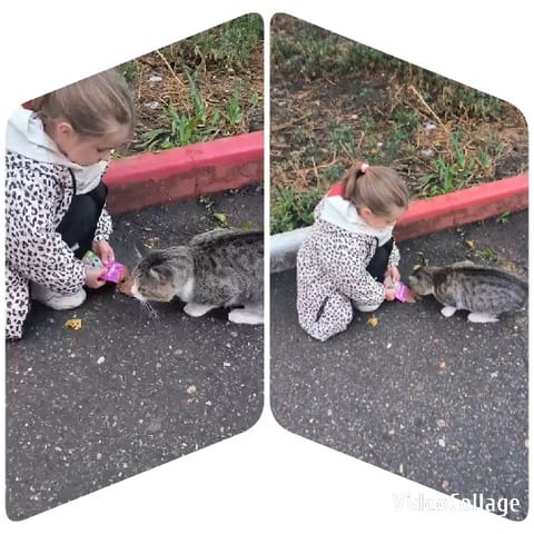 Girl Feeding Cat on Sidewalk