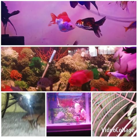 Aquarium Scenes with Colorful Fish