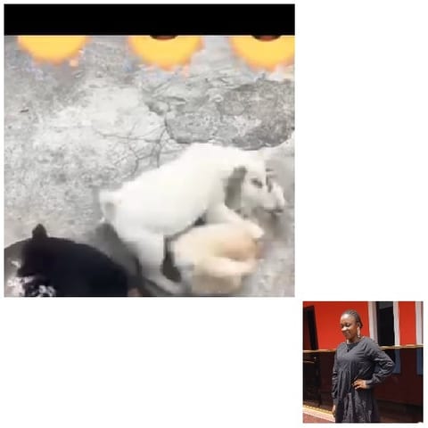 Animals and Person by Building