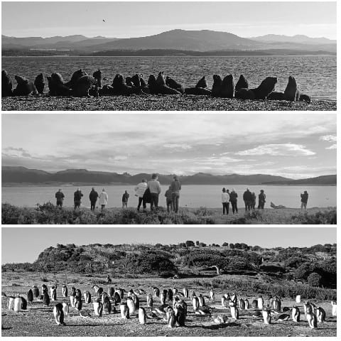 Animals Observed in Black and White