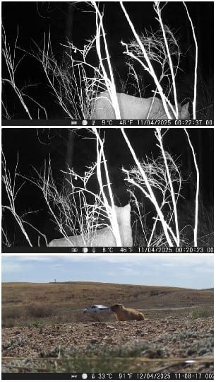 Wildlife in Day and Night Shots