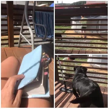 Relaxing by the Pool and Dog