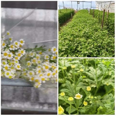 Daisies, Greenhouse, and Yellow Flowers