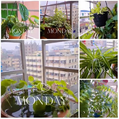 Monday Morning Plants and City