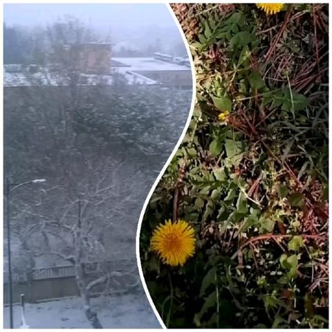 Snowy Urban Scene and Dandelion