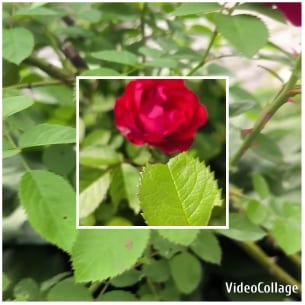 Red Rose Surrounded by Green Leaves