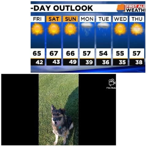 7-Day Weather Outlook and Dog