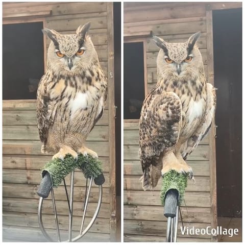 Owl Perched on Outdoor Stand
