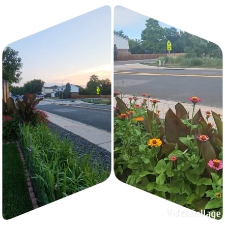 Suburban Street with Flower Gardens
