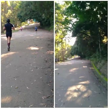 Jogging Path Surrounded by Greenery