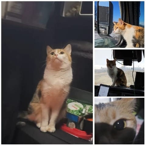 Cat Observing from Various Angles