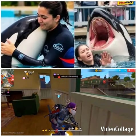 Orca Interaction and Video Game