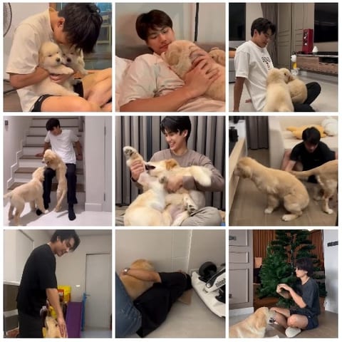 Young Man with Golden Retriever Puppies