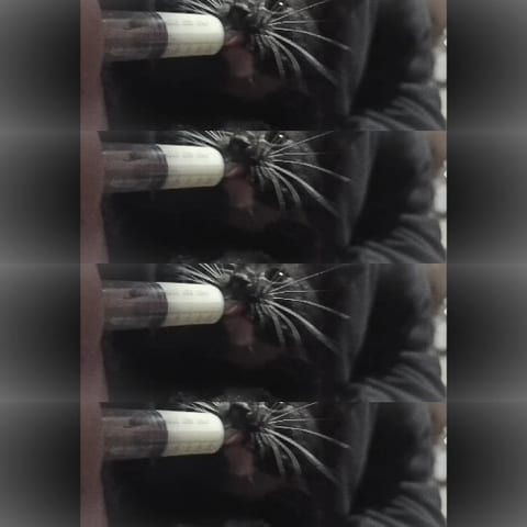 Relaxed Black Cat with Bottle