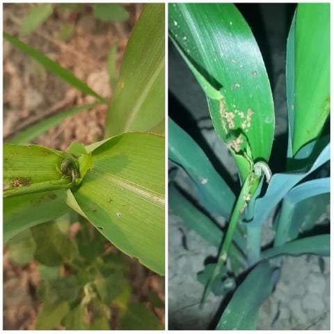 Green Plants with Pest Damage