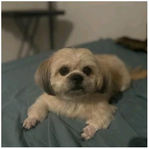 Fluffy Dog on Blue Bed