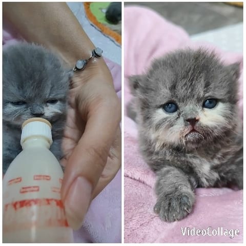 Feeding a Cute Kitten