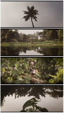 Nature Scenes in Four Parts