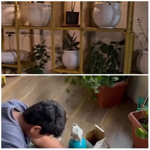 Plants on Shelf and Gardening Tools