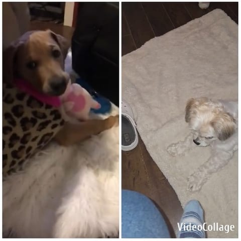 Dogs Relaxing on Soft Surfaces