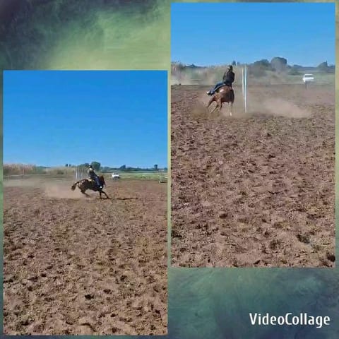 Rider Maneuvering Horse in Field