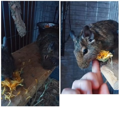 Rodents Eating Vegetation on Wooden Surface