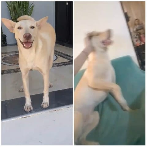 Happy Dog on Porch and Couch