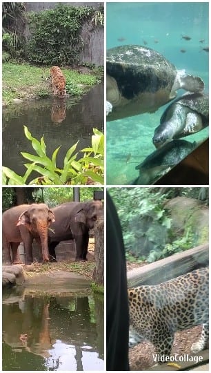 Wildlife Images from Zoo or Park