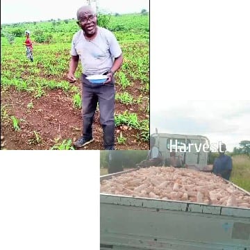 Farming and Harvesting Produce