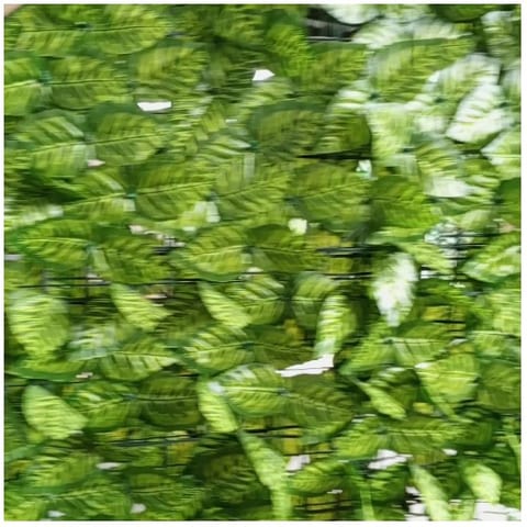 Dense Green Leaf Wall