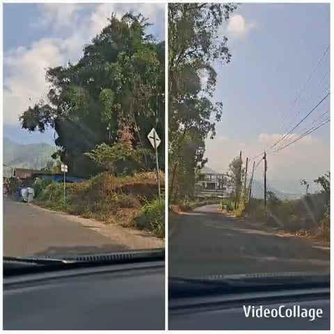 Scenic Road with Trees