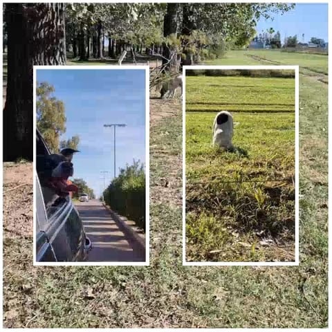 Person and Dog on Sunny Day