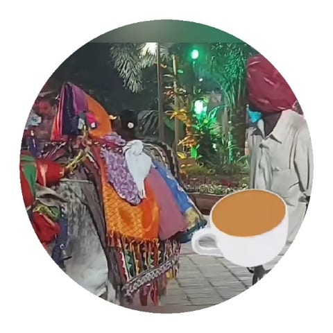 Walking Beside a Colorful Camel