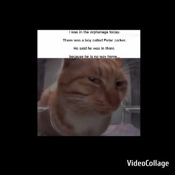 Cat with Humorous Expression