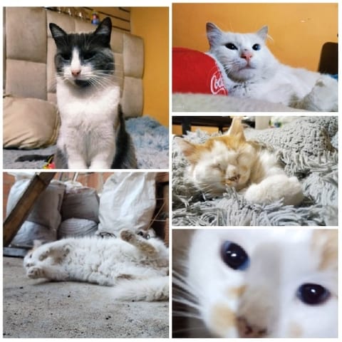 Cats in Various Relaxed Poses