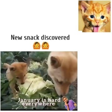 Dogs Discovering Cabbage Snack