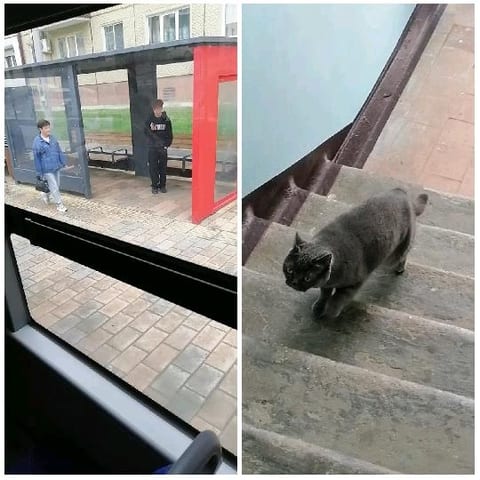 Bus Stop View and Cat Walking