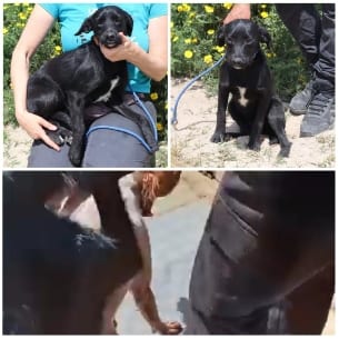 Dog Interactions in Various Settings