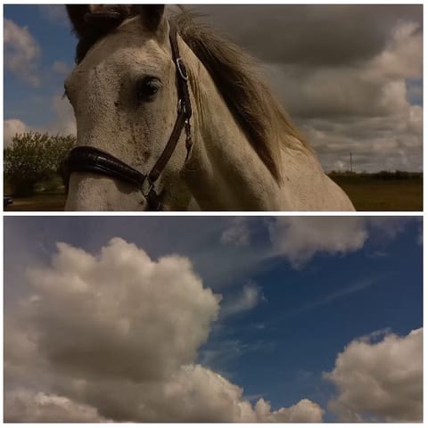 Horse Against Cloudy Sky