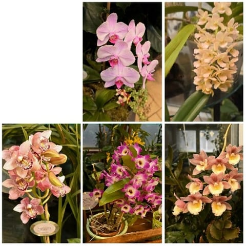 Colorful Orchids in Garden Setting