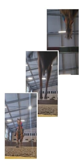Horse Sequence in Indoor Arena
