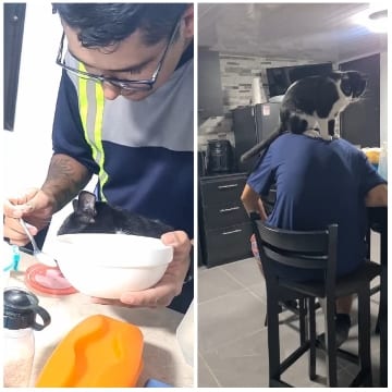 Feeding a Cat from a Bowl