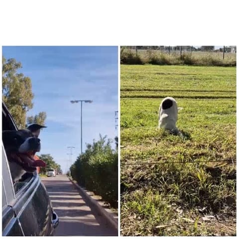 Dog Enjoying Car Ride
