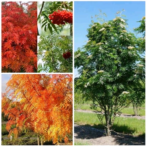 Trees and Plants in Different Foliage