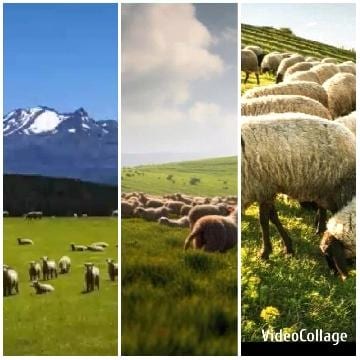 Sheep Grazing in Open Fields