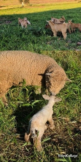 Sheep and Lamb in Pasture