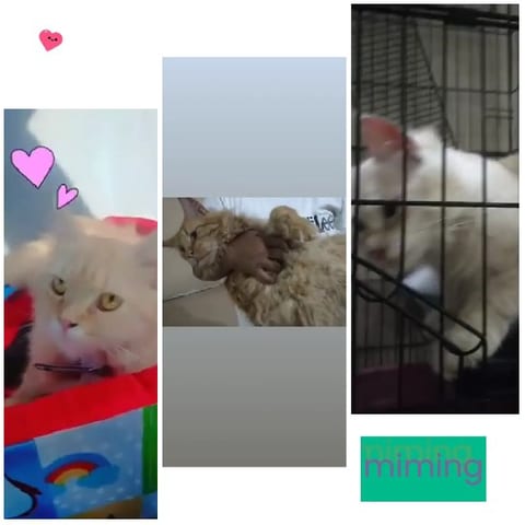 Cats in Various Settings